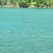 Sortie au plan d'eau de St Rémy en mai 2023